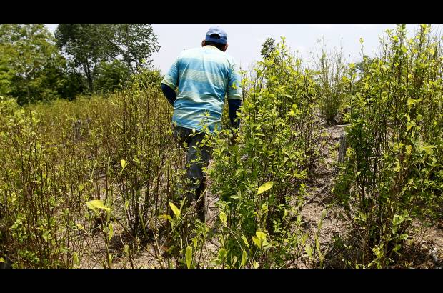 JAIME P&#201;REZ - Campesinos, en esta zona tan apartada, siguen cultivando coca.
