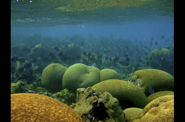 Fotos Colprensa - Las aguas cedidas a Nicaragua son ricas en fauna y flora.