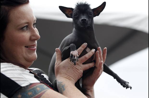 Reuters - Los perros m&#225;s feos son premiados despu&#233;s de ser evaluados por el jurado.