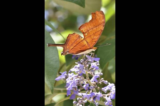 Cortes&#237;a - Los gu&#237;as de la reserva hablan siete idiomas y son en su mayor&#237;a bi&#243;logos y espele&#243;logos.