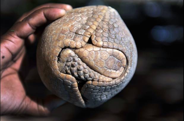 AFP - La mascota del Mundial Brasil 2014, un armadillo de tres bandas, es considerada como un especie vulnerable por la Unión Internacional para la Conservación de la Naturaleza (UICN). Este armadillo, conocido como "tatu-bola", se creía extinto hasta su redescubrimiento en 1990 y este año el Gobierno de Brasil presentará en junio un plan para salvar al personaje que inspira a Fuleco, la mascota del torneo de la FIFA.