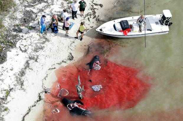 AP - All&#237;, los especialistas tuvieron ya que sacrificar a cuatro y otras seis fueron halladas muertas, informaron las autoridades.