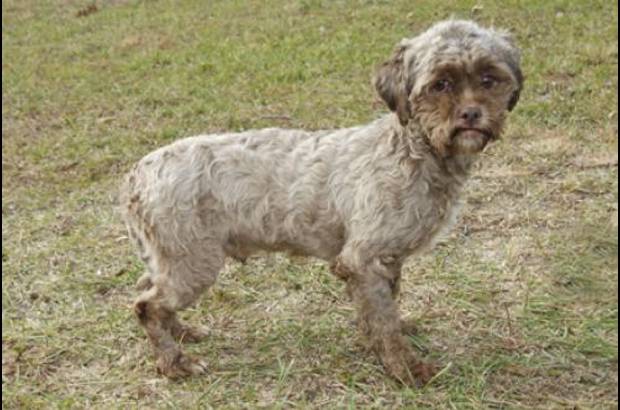 Petfinder - El can que se ofrece en adopci&#243;n, tiene el rostro similar al de una persona.