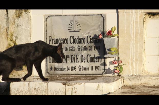 Mario Franco-Colprensa - El Cementerio Municipal de Mompox, Bol&#237;var, es un lugar fascinante que a lo largo de los a&#241;os ha tenido un apacible deterioro, en sus tumbas se pueden encontrar l&#225;pidas que datan del a&#241;o 1831. El descanso eterno de sus hu&#233;spedes es singularmente cuidado por gatos, felinos que se pasean por las tumbas en lo que parecieran rondas de estricta vigilancia.