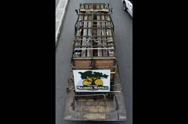 Manuel Saldarriaga - Un gigante operativo para trasladar a Vera se cumplió este jueves en el Zoológico Santa Fe de Medellín.