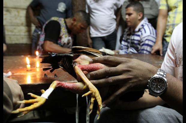 Julio C&#233;sar Herrera - En Colombia, Etesa calcula que funcionan en el pa&#237;s 3 mil galleras, de las cuales s&#243;lo 30 pagan impuestos y est&#225;n concesionadas.