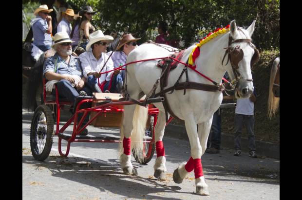 Esteban Vanegas - Las carretas tiradas por caballos se robaron las miradas de los espectadores y le pusieron color al desfile.