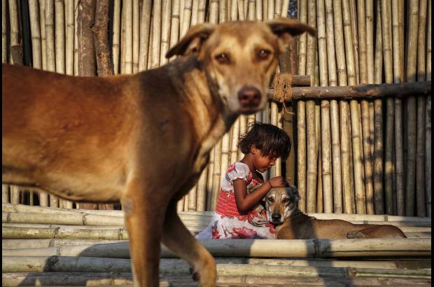 Reuters - Una pequeña juega con perros callejeros en Mumbai, India.