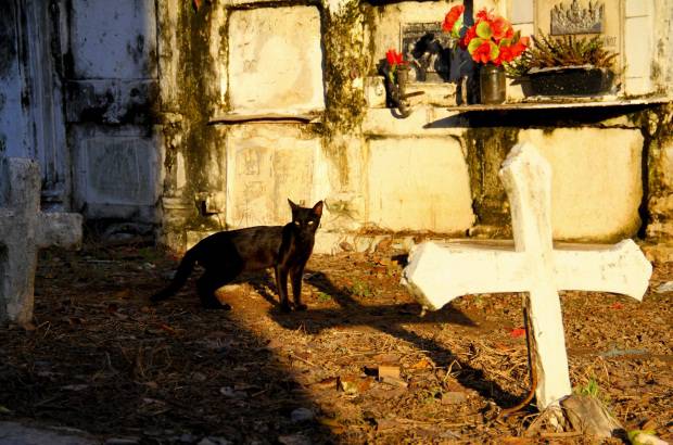 Mario Franco-Colprensa - El Cementerio Municipal de Mompox, Bol&#237;var, es un lugar fascinante que a lo largo de los a&#241;os ha tenido un apacible deterioro, en sus tumbas se pueden encontrar l&#225;pidas que datan del a&#241;o 1831. El descanso eterno de sus hu&#233;spedes es singularmente cuidado por gatos, felinos que se pasean por las tumbas en lo que parecieran rondas de estricta vigilancia.