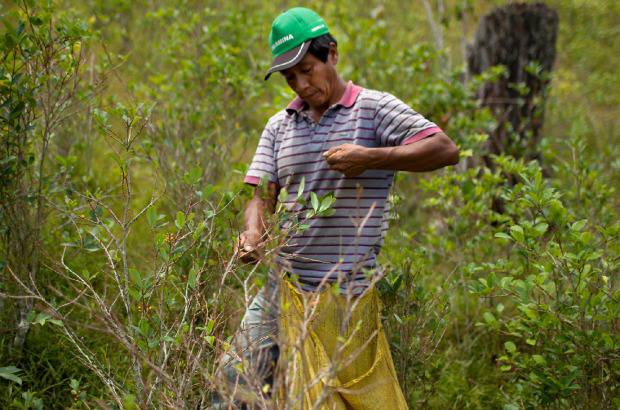 AP - La coca es el sustento de la econom&#237;a de este distrito predominantemente rural de 40.000 habitantes y tiene tanta importancia que una escultura de hojas de coca destaca en la plaza central de Pichari.