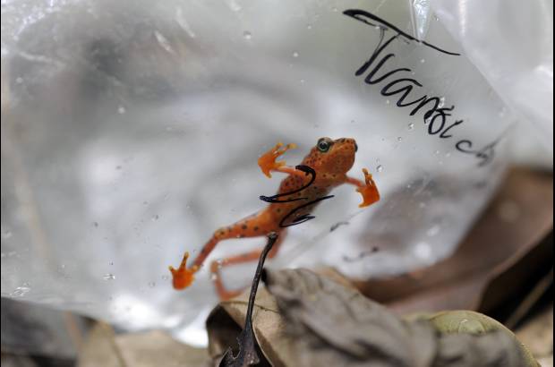 Reuters - Una peque&#241;a rana en v&#237;a de extinci&#243;n fue capturada por bi&#243;logos en Panam&#225;, se teme que la llegada de un hongo a la naturaleza acabe con el diminuto animal.