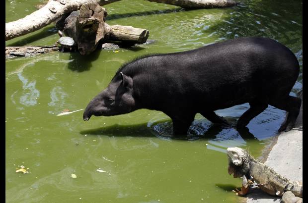 Manuel Saldarriaga - El Parque Santa Fe adelanta una transformaci&#243;n que intenta hacer de los espacios, sitios m&#225;s naturales y cercanos a la vida silvestre. Llegar&#225;n 1.000 animales.