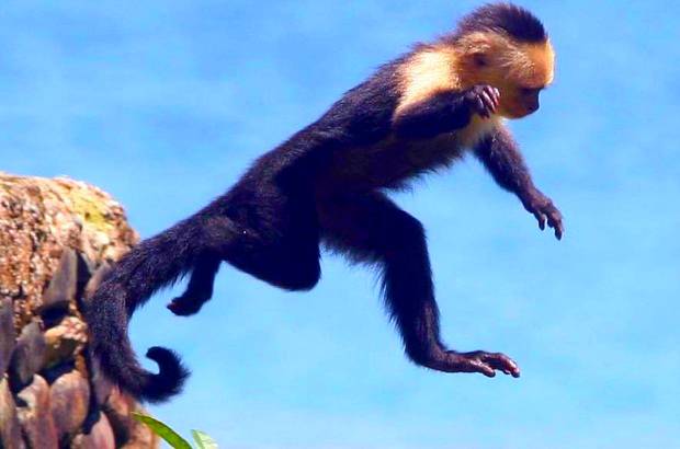 FOTO MANUEL SALDARRIAGA - Gorgona, en el Pacífico, cuenta con tantas especies de fauna que la hacen un paraíso animado.