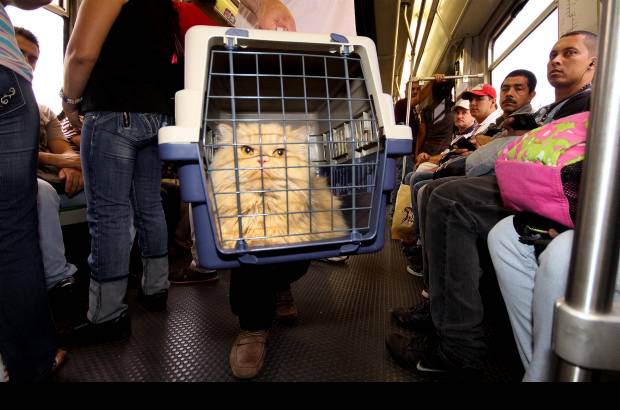 Manuel Saldarriaga - Los animales se deben transportar en un contenedor, guacal o jaula.