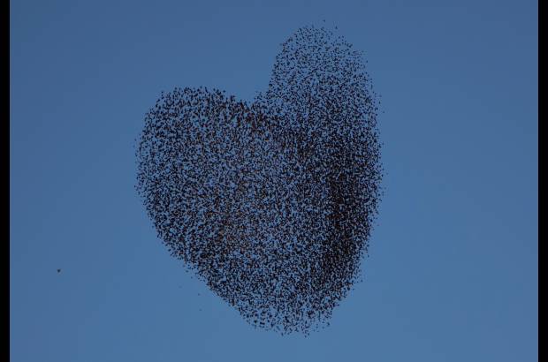 AFP - &#191;Un coraz&#243;n? eso se preguntaron quienes vieron hacia el cielo de Tidhar en Israel al ver las aves migratorias realizar su tradicional movimiento.