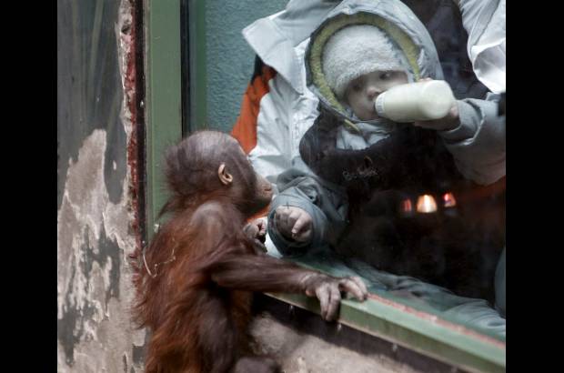Reuters - Un ni&#241;o mira un orangut&#225;n cachorro de Borneo en un zool&#243;gico de la ciudad de Mosc&#250;.
