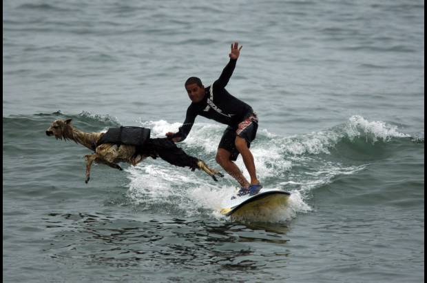 Reuters - A diferencia de un labrador retriever, una alpaca no se lanza al mar a nadar.