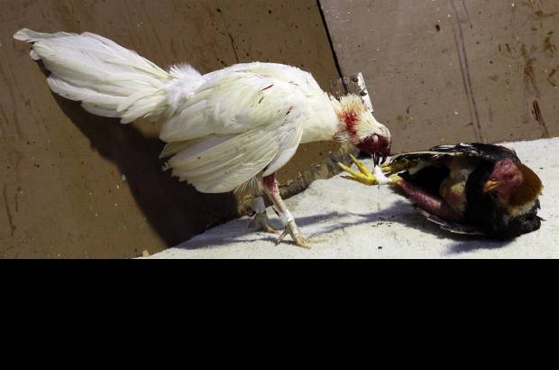 Julio C&#233;sar Herrera - El da&#241;o que le puede hacer un gallo a otro con las espuelas de carey es considerable. Algunos gallos perdedores no mueren. En ese caso, pese a que los recuperan, quedan tuertos o con lesiones graves.