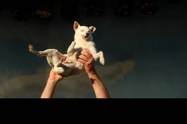 AP - Ratdog, que naci&#243; sin dientes, fue una de las firmes candidatas a quedarse con el t&#237;tulo.