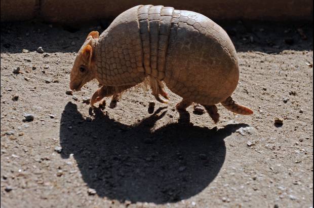 AFP - La mascota del Mundial Brasil 2014, un armadillo de tres bandas, es considerada como un especie vulnerable por la Unión Internacional para la Conservación de la Naturaleza (UICN). Este armadillo, conocido como "tatu-bola", se creía extinto hasta su redescubrimiento en 1990 y este año el Gobierno de Brasil presentará en junio un plan para salvar al personaje que inspira a Fuleco, la mascota del torneo de la FIFA.