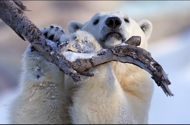 Reuters - Los osos polares en el acuario de Quebec en Canadá disfrutan del frío de esta zona.