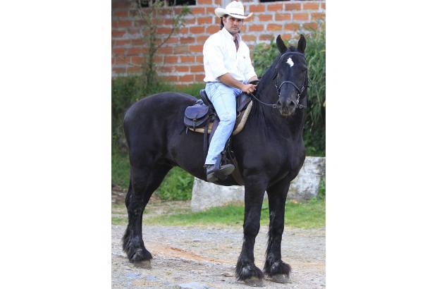Robinson S&#225;enz - Raza Percher&#243;n franc&#233;s.