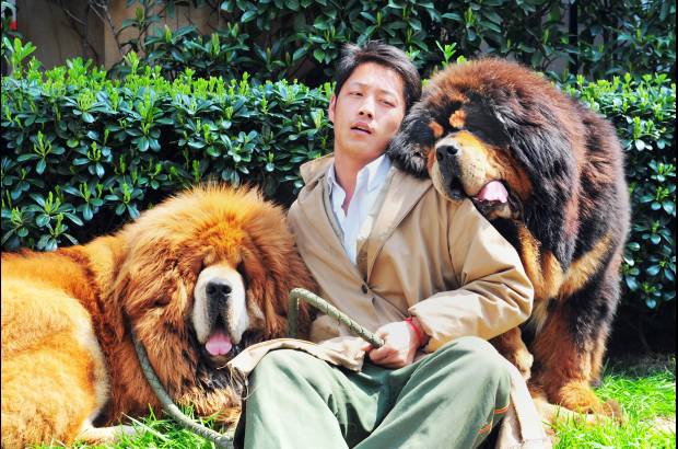 AFP - Estos dos mastines tibetanos fueron vendidos en una feria de mascotas de lujo en Hangzhou, en la provincia oriental china de Zhejiang. El precio alcanz&#243; los dos millones de d&#243;lares.