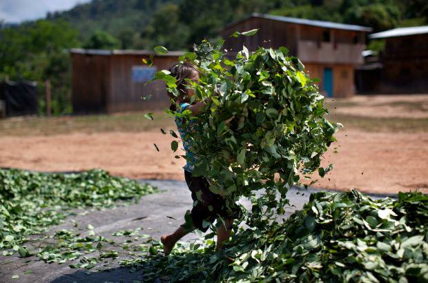 AP - En 2012 Per&#250; desplaz&#243; a Colombia como el principal productor de hoja de coca en el mundo, anunci&#243; el mes pasado Naciones Unidas. Sin embargo, a diferencia de Colombia, la mayor&#237;a de la coca&#237;na producida en Per&#250; es exportada no a Estados Unidos, sino a Brasil, Argentina y Europa.