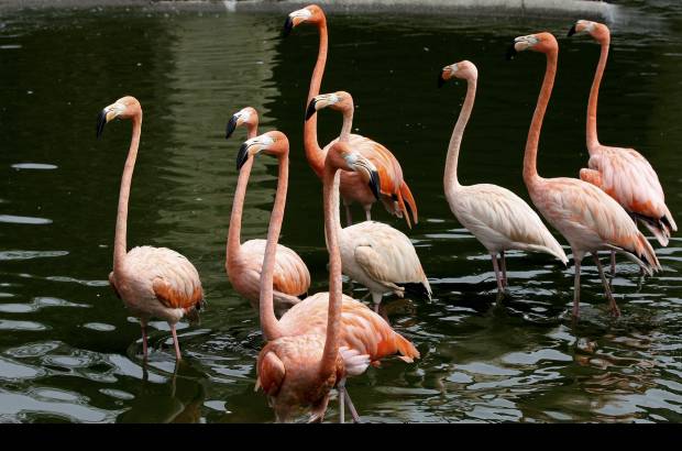 Donaldo Zuluaga - En total 922 animales que representan 238 especies, en su mayor&#237;a procedentes de la regi&#243;n neotropical (Sur y Centro de Am&#233;rica), habitan en el zool&#243;gico.