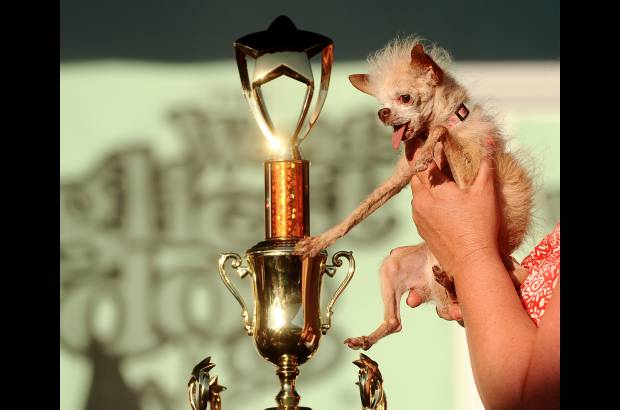 AP - Despu&#233;s de ver a los candidatos, el t&#237;tulo del perro m&#225;s feo fue para Yoda. El premio fueron art&#237;culos para mascotas y mil d&#243;lares.