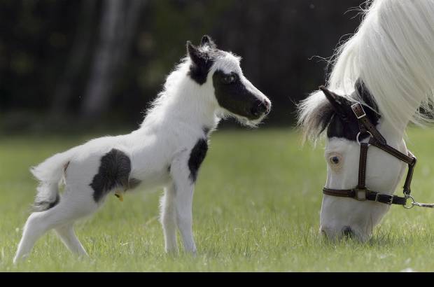 AP - El peque&#241;o caballo, llamado Einstein, naci&#243; en Nueva Hampshire, Estados Unidos.