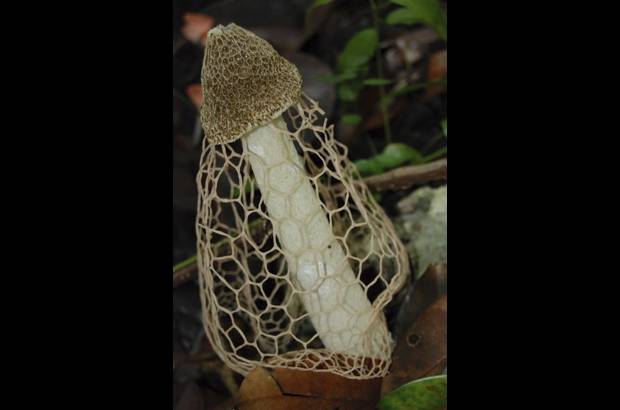 Cortes&#237;a - A pesar de las condiciones inh&#243;spitas, hay animales capaces de adaptarse al mundo subterr&#225;neo.