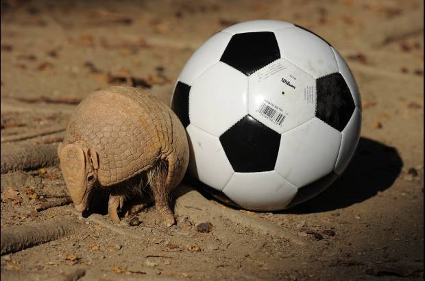 AFP - La mascota del Mundial Brasil 2014, un armadillo de tres bandas, es considerada como un especie vulnerable por la Unión Internacional para la Conservación de la Naturaleza (UICN). Este armadillo, conocido como "tatu-bola", se creía extinto hasta su redescubrimiento en 1990 y este año el Gobierno de Brasil presentará en junio un plan para salvar al personaje que inspira a Fuleco, la mascota del torneo de la FIFA.