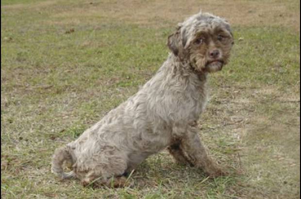 Petfinder - La p&#225;gina web Petfinder, que busca due&#241;os para animales abandonados, lo describe como una mascota que no ha tenido mucho contacto con la gente.