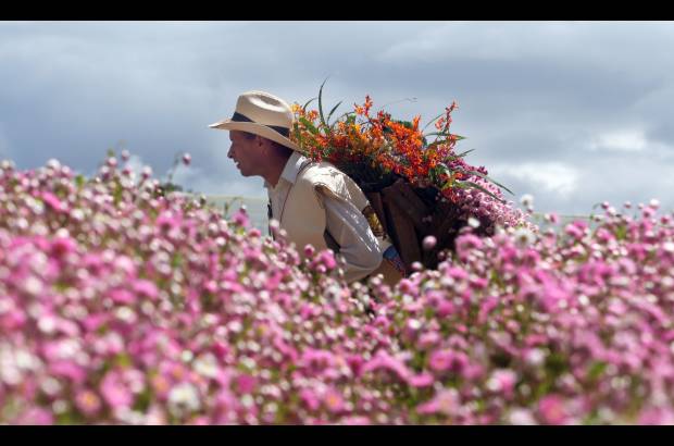 Foto: archivo El Colombiano - Las flores son la raíz de las tradiciones, especialmente en el corregimiento de Santa Elena.