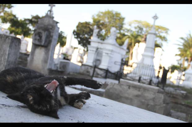 Mario Franco-Colprensa - El Cementerio Municipal de Mompox, Bol&#237;var, es un lugar fascinante que a lo largo de los a&#241;os ha tenido un apacible deterioro, en sus tumbas se pueden encontrar l&#225;pidas que datan del a&#241;o 1831. El descanso eterno de sus hu&#233;spedes es singularmente cuidado por gatos, felinos que se pasean por las tumbas en lo que parecieran rondas de estricta vigilancia.