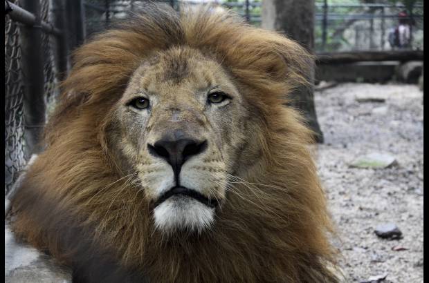 Donaldo Zuluaga - El Zool&#243;gico Santa Fe est&#225; abierto de lunes a domingo, de 9:00 a.m. a 5:00 p.m.
