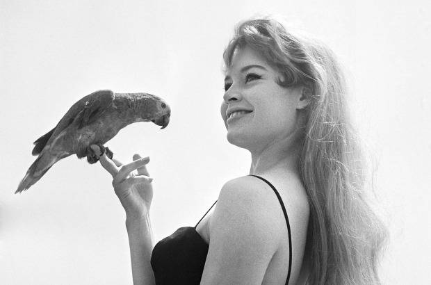 AFP - En esta foto de 1956, la actriz francesa Brigitte Bardot, que este domingo, 28 de septiembre, cumple 80 a&#241;os, posaba con un loro durante el festival de cine de Cannes.