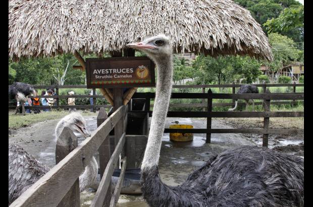 David Sánchez Mejía - Las avestruces son otra de las nuevas atracciones del parque, próximamente habrá un avestruzódromo para hacer carreras en estos animales.