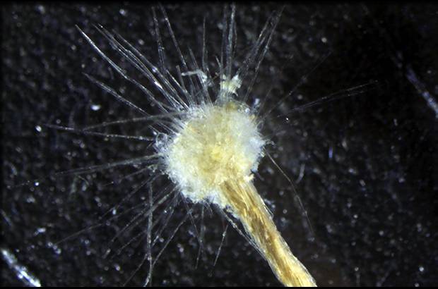 Foto Manuel Maldonado - Ameba protista (Spiculosiphon oceana) organismo unicelular de 4 a 5 cent&#237;metros de altura hallado fuera de la costa espa&#241;ola.