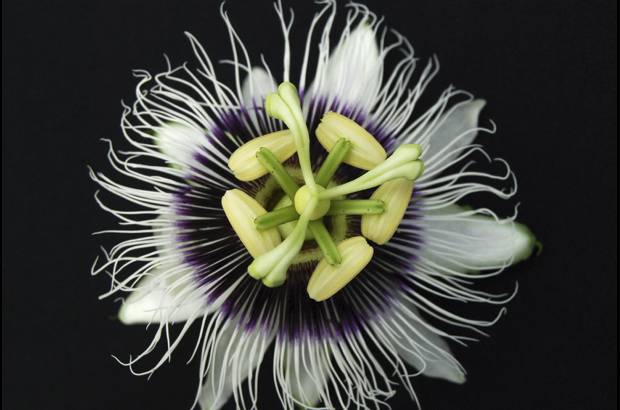 Cortes&#237;a - La aventura, apta para toda la familia y para ni&#241;os mayores de seis a&#241;os, se inicia abordo de una camioneta que te lleva siete kil&#243;metros selva adentro.