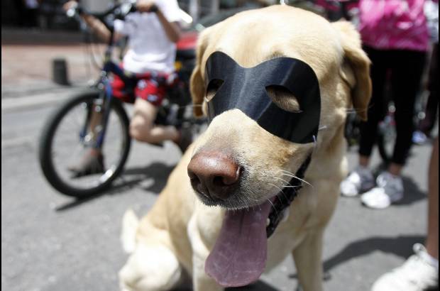 Colprensa - Algunos asistentes llevaron a sus mascotas a la marcha.