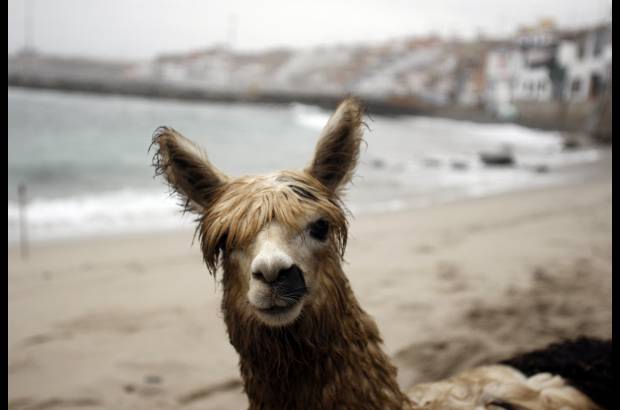Reuters - La alpaca Pisco es un animal domesticado de la cordillera de los Andes.
