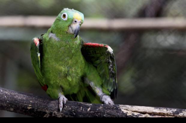 Donaldo Zuluaga - Visitar el Zool&#243;gico Santa Fe es una experiencia a trav&#233;s de las maravillas de la fauna, un acercamiento fascinante a sus especies.