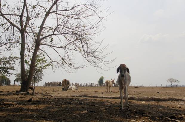 Foto: Luisa Gonz&#225;lez - Colprensa - En algunos sectores los campesinos est&#225;n cambiando la vegetaci&#243;n nativa compuesta por frailejones y musgos, por cultivos de papa y cebolla, en combinaci&#243;n con actividades de pastoreo de ganado.