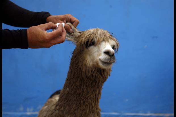 Reuters - Como si fuera un surfista, Domingo Pianezzi le pone tapones en los o�dos a su alpaca.