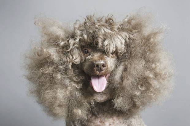 Sophie Gamand - Perros de raza, entrenados, callejeros y las mascotas de la gente llegan al estudio de Sophie Gamand en Nueva York.