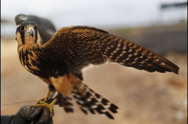 AP - Palacios comentó que hasta hace un par de semanas estuvo usando un halcón robot, pero las aves rápidamente se adaptaron a su ruido y dejaron de temerle. Por esto, utilizan también otras aves rapaces como un águila que en la actualidad se recupera de un pequeño accidente en una de sus patas.