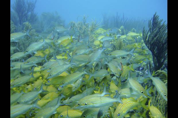 Fotos Colprensa - Colombia estudia las medidas para evitar la pérdida de los mares de la Patria.