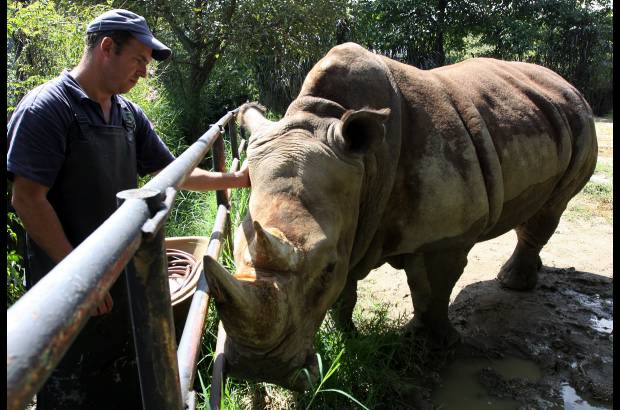 Julio César Herrera - Entre John Jairo y la rinoceronte Vera se dio una extraña relación de afecto, al extremo que el cuidador le reconoce sus estados de ánimo y la contempla.